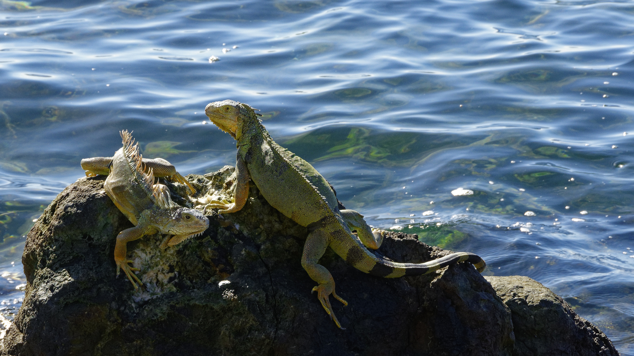 20190129-094051••Old San Juan•San Juan•Puerto Rico